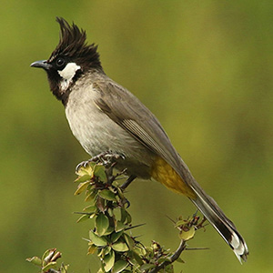 Himalayan Bulbul